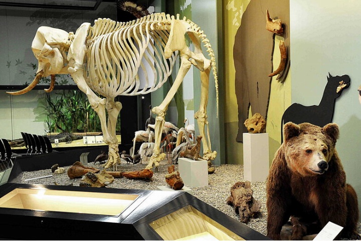 Naturmuseum