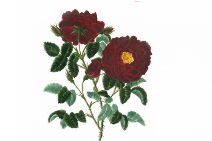 Der morbide Duft von Rosen – Führung